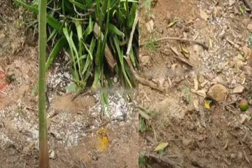 புதையல் எடுப்பதற்காக நண்பன் நரபலி - அதிர்ச்சியூட்டும் தகவல்