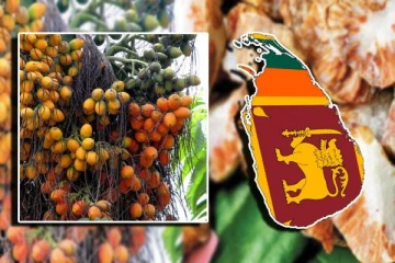 நாட்டில் சடுதியாக அதிகரித்துள்ள பாக்கு விலை