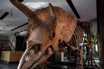 மூன்று கொம்புகள் கொண்ட டைனோசர் படிமம் கண்டுபிடிப்பு