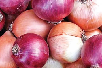 ලොකු ළුණු ගැන රජය ගත් තීරණය..