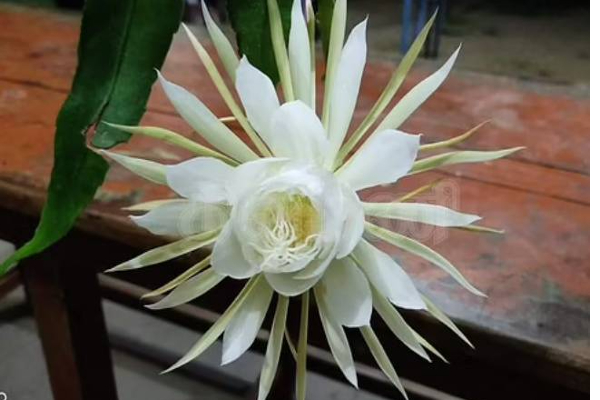 நள்ளிரவில் மலர்ந்த அதிசயம்! வரம் கேட்டு குவிந்த மக்கள் | Buddha Apurva Brahma Kamalam At School