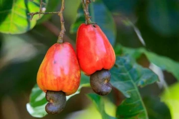 இந்த ஒரு பழத்தை சாப்பிட்டால் இத்தனை அற்புதங்கள் ஏற்படுமா!