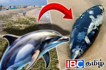 அம்பாறையில் கரை ஒதுங்கிய இராட்சத மீன்