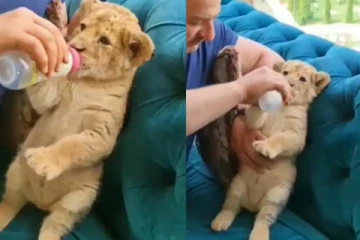 ஜாலியாக சாய்ந்தபடி பால் குடிக்கும் சிங்கக்குட்டி: வைரல் வீடியோ