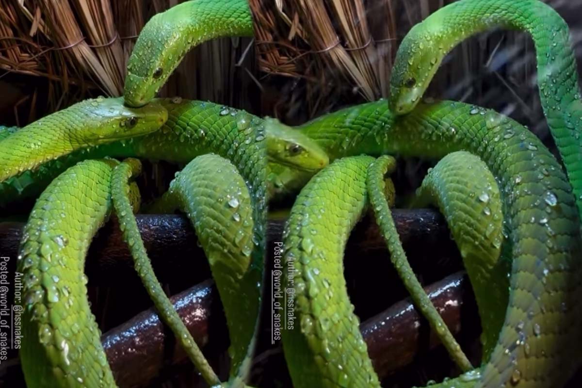 பாம்புகள் முத்தமிடுவதை பார்த்ததுண்டா? மிகவும் அரிதான காட்சி | Green Snake Kissing Funny Video பாம்புகள் முத்தமிடுவதை பார்த்ததுண்டா? மிகவும் அரிதான காட்சி | Green Snake Kissing Funny Video