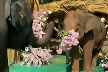 சினிமா படப்பாணியில் ப்ரொபோஸ் செய்த யானை ! மனிதர்களையும் மிஞ்சிய செயல்