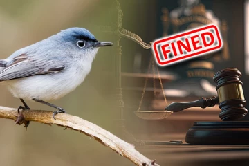 79 பறவைகளை விற்பனைக்காக கூண்டுகளில் அடைத்து வைத்திருந்த நபர் மீது சட்டநடவடிக்கை