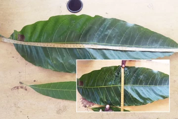 யாழ்ப்பாணத்தில் மிக நீளமான மாவிலை