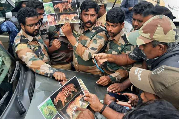 ஆட்கொல்லி புலி சுட்டுக்கொல்லப்படாது - வனத்துறை தகவல் | Human Kill Tiger Not Murder Forest Officers Byte