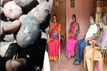 யாழில் பழுதடைந்த உருளைக்கிழங்கு விதைகளை பாதுகாப்பாக அகற்ற தீர்மானம்(Photos)