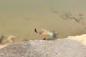 கங்கைக் கரை மணலில் 'புதைக்கப்பட்ட' உடல்கள்- கழுகுகள், காக்கா கொத்தி தின்னும் அவலம்