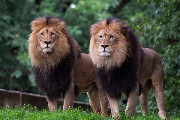இலங்கையில் சிங்கம் புலிகளுக்கும் கூட  உணவில்லை | Even The Lion And Tiger In Sri Lanka Have No Food