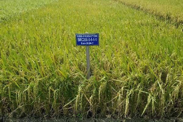 “பரசூட்”முறையில் நெற்செய்கை மேற்கொள்ளப்பட்ட வயல் அறுவடை விழா! | Paddy Field Harvest Festival Using Parachute Metho