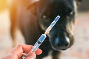 விசர் நாய் கடி தொடர்பாக விடுக்கப்பட்டுள்ள எச்சரிக்கை