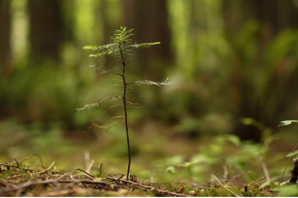 2 பில்லியன் மரங்களை நடும் முயற்சியில் கனடா | Canada Has Pledged To Plant 2 Billion Trees