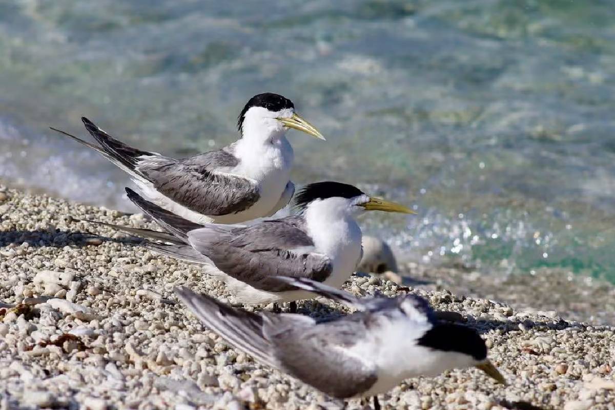அவுஸ்திரேலியாவில் பறவைக் காய்ச்சல் தீவிரமடைய வாய்ப்பு | Likelihood Of Bird Flu Intensifying In Australia அவுஸ்திரேலியாவில் பறவைக் காய்ச்சல் தீவிரமடைய வாய்ப்பு | Likelihood Of Bird Flu Intensifying In Australia