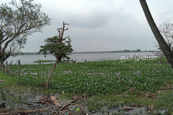 அம்பாறையில் சடலத்தை அடையாளம் காண உதவுமாறு பொலிஸார் கோரிக்கை | Body Was Found In The Periyanilavanai Of Ampara