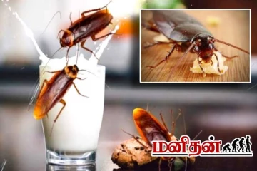 அதிக விலைக்கு விற்பனையாகும் கரப்பான் பூச்சி பால்.. அதில் அப்படி என்ன உள்ளது?