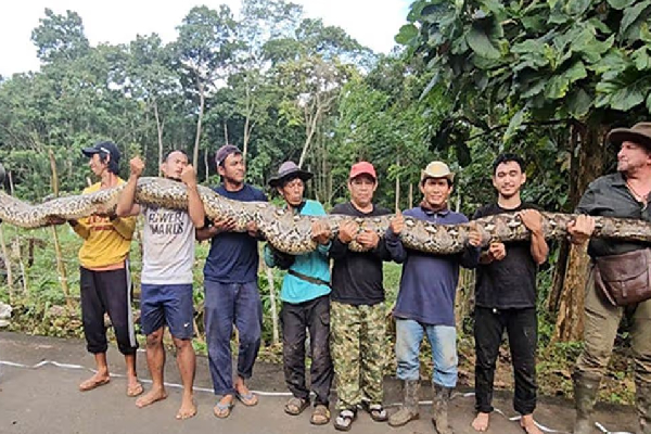 கின்னஸ் உலக சாதனை புத்தகத்தில் இடம்பிடித்த மலைப்பாம்பு | Indonesia Python Enters Guinness World Records