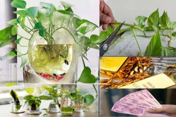 மணி பிளான்ட் வளர்ப்பதால் வீட்டில் எதிர்மறை ஆற்றல் உண்டாகுமா?