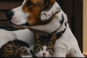 பிள்ளைகளை கைவிட்டு நாய்,பூனைகளுக்கு சொத்தை எழுதி வைத்த தாய்