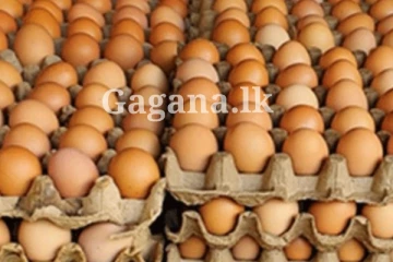 ආසාවෙන් බිත්තරයක් කාලත් හමාර ද?. කරළියට ආ බිත්තර..