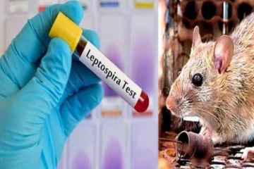 தென்காசியில் பொதுமக்களிடையே அதிகரிக்கும் எலி காய்ச்சல் : பீதியில் மக்கள்