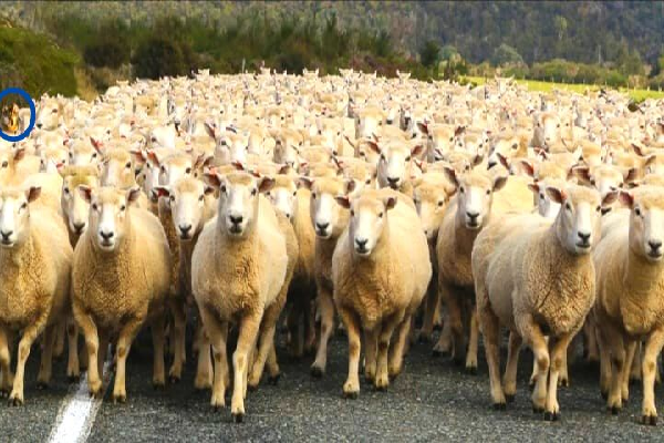 மாயை படத்தில் செம்மறி ஆடுகள் மத்தியில் இருக்கும் ஓநாய் எங்கே? | Where Is The Wolf Among The Sheep Eye Test மாயை படத்தில் செம்மறி ஆடுகள் மத்தியில் இருக்கும் ஓநாய் எங்கே? | Where Is The Wolf Among The Sheep Eye Test