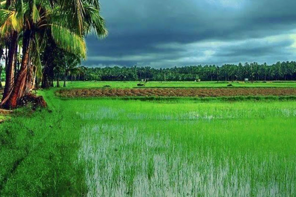 ஒதுக்கீட்டு பிரதேச பயிர்செய்கைகளை அழிப்பதற்கு தீர்மானம்! | Decision To Destroy Quota Area Crops