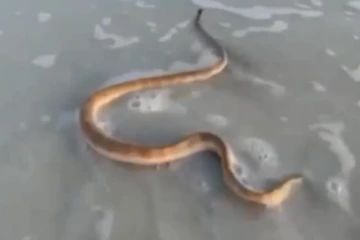 கடல் கடற்கரையில் மிதந்து செல்லும்  ராட்சத பாம்பு..... மிரள வைக்கும் அரிய காட்சி! திகைத்து போன பார்வையாளர்கள்