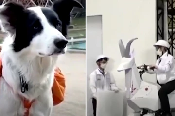 வலியை  உணரக்கூடிய எலக்ட்ரானிக் தோலை உருவாக்கிய ஆராய்ச்சியாளர்கள் ! பிளாஸ்டிக் உள்ளிட்ட குப்பைகளை அகற்றும் நாய்.. வினோத உலகம்.