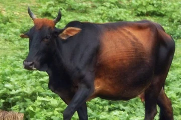 பசு வதையை முழுமையாக தடை செய்ய சட்டமூலம்!