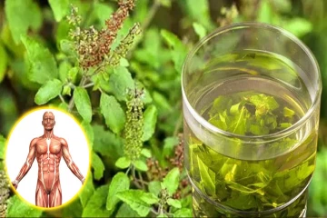 ஒரு வாரம் துளசி இலைகளை சாப்பிடுங்க! இந்த ந்னமைகள் கட்டாயம் கிடைக்கும்?