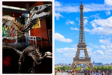 பாரிஸில்11 கோடிக்கு ஏலம் போகும் டைனோசர் எலும்புக்கூடு