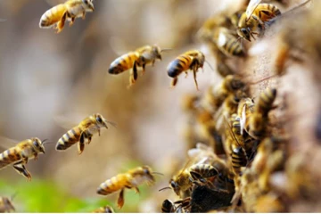 தேயிலை கொழுந்து பறித்த வேளையில் நடந்த விபரீதம்!