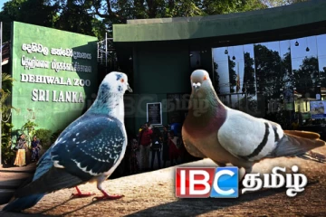 தேசிய மிருகக்காட்சிசாலையிலிருந்து மாயமான பறவைகள்! காவல்துறையில் முறைப்பாடு