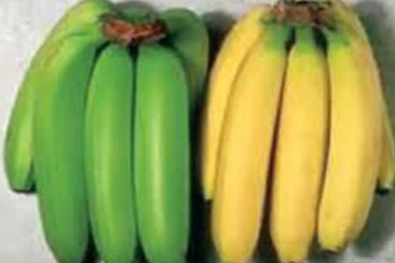 கொழும்பில் உயிரை பறிக்கும் ஆபத்தான வாழைப்பழம் - பொது மக்களுக்கு அவசர எச்சரிக்கை