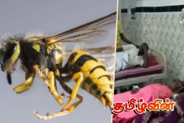 மஸ்கெலியாவில் குளவி கொட்டியதில் நால்வர் பாதிப்பு