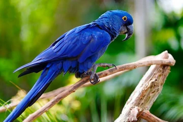 மிருகக்காட்சிசாலையிலிருந்து காணாமல்போன நீல நிற  கிளி கண்டுப்பிடிப்பு