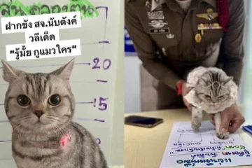 சமூக வலைதளங்களில் பரவிய வினோத சம்பவம் ; பொலிஸாரை தாக்கிய பூனை கைது