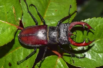 இந்த ஒரு பூச்சியின் விலை BMW கார்களை விடவும் அதிகமாம்! அப்படி என்ன இருக்கு?