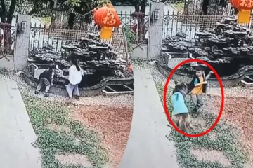 சிறுவனை காப்பாற்றி ஹீரோவாக மாறிய நாய்... நெகிழ வைக்கும் காட்சி இதோ