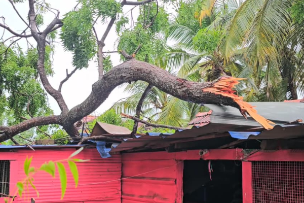 மட்டக்களப்பை பந்தாடிய மினி சூறாவளி ; வேரோடு சாய்ந்த மரங்கள்; வீடுகளுக்கு சேதம்! | Mini Cyclone Hits Batticaloa