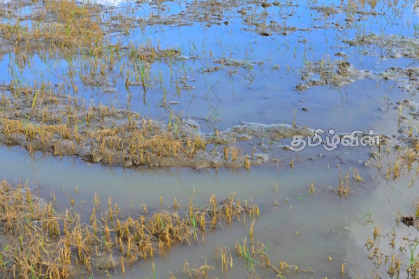 திருகோணமலை விவசாயிகளுக்கு 1,001 மில்லியன் ரூபா நஷ்ட ஈடு வழங்கிவைப்பு | 1001 Million As Compensation To Farmers