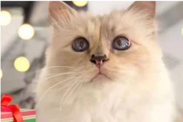 உலக பணக்கார உக்ரைன் பூனை பிரான்சில் தஞ்சம்