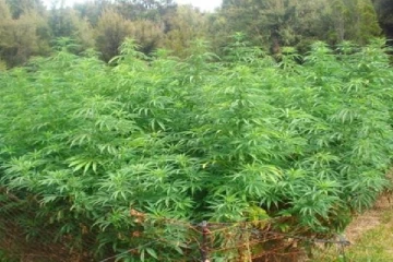 பாரிய அளவில் கஞ்சா பயிர்ச்செய்கை ; முற்றுகையிட்ட பாதுகாப்புப் படை