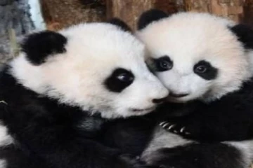 ஜப்பானில் இடம்பெற்ற பாண்டா கரடிகளுக்கான பெயர் சூட்டு விழா