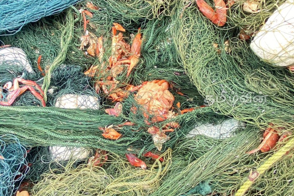 மன்னாரில் வலைகளில் சிக்கும் ஒரு வகையான சிவப்பு நண்டு: கடற்றொழிலாளர்கள் கவலை | A Type Of Red Crab Caught In Nets In Mannar