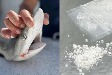 கடலில் போதையில் அலைமோதும் சுறாக்கள் - அதிர்ச்சியில் விஞ்ஞானிகள்!