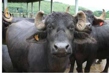 எருமை மாட்டுடன் மோதியவர் யாழில் உயிரிழப்பு